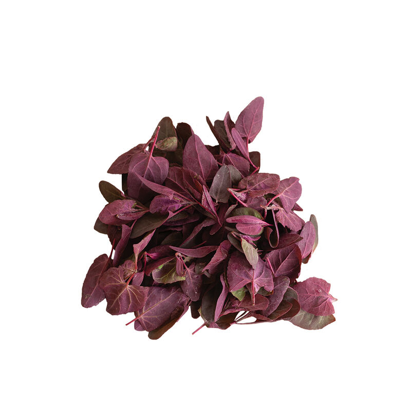 Ruby Red Orach Specialty Greens