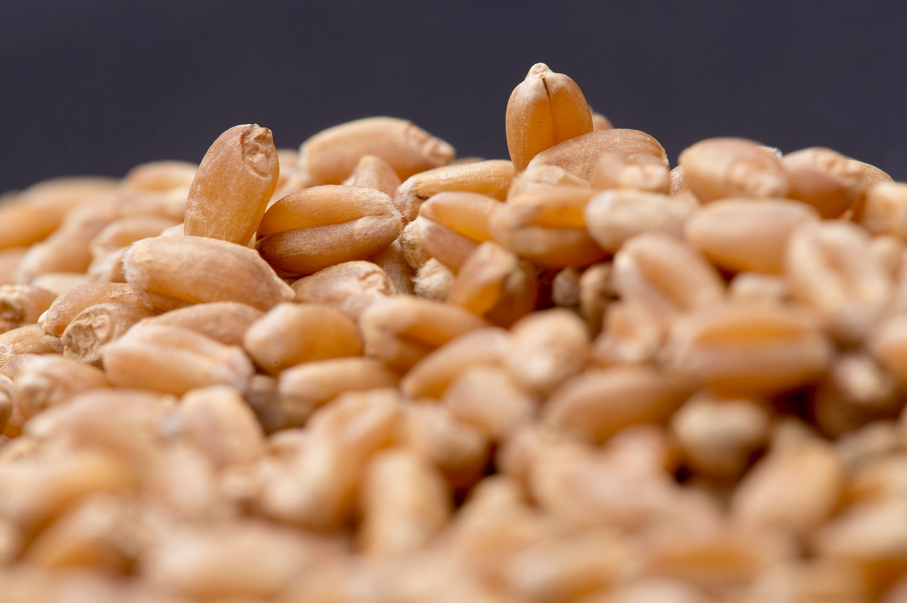 Spring Wheat (Bolles) Wheat