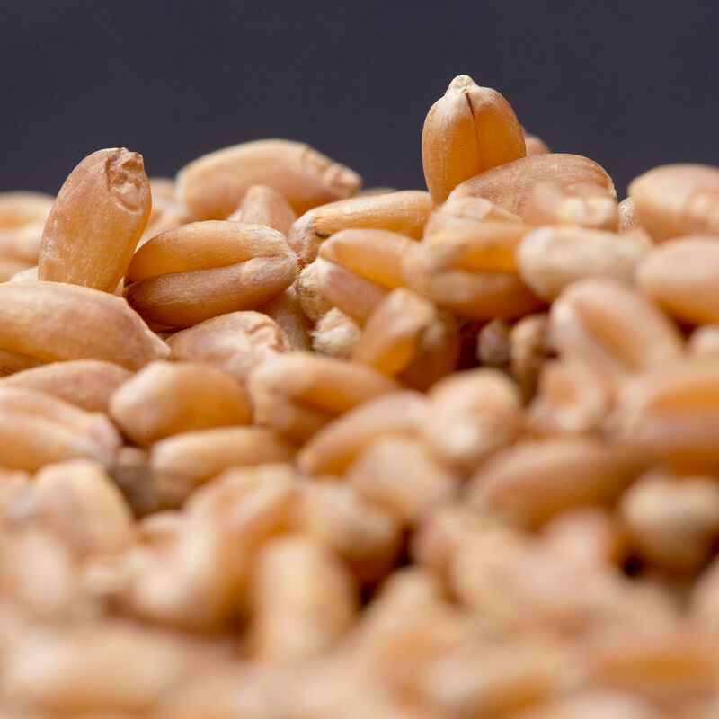 Spring Wheat (Bolles) Spring Wheat (Bolles) Wheat