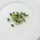 Pac Choi, Red Choi Microgreen Vegetables