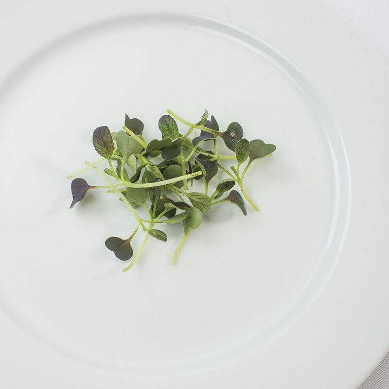 Pac Choi, Red Choi Microgreen Vegetables