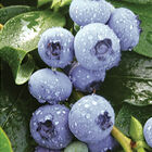 Patriot Blueberry