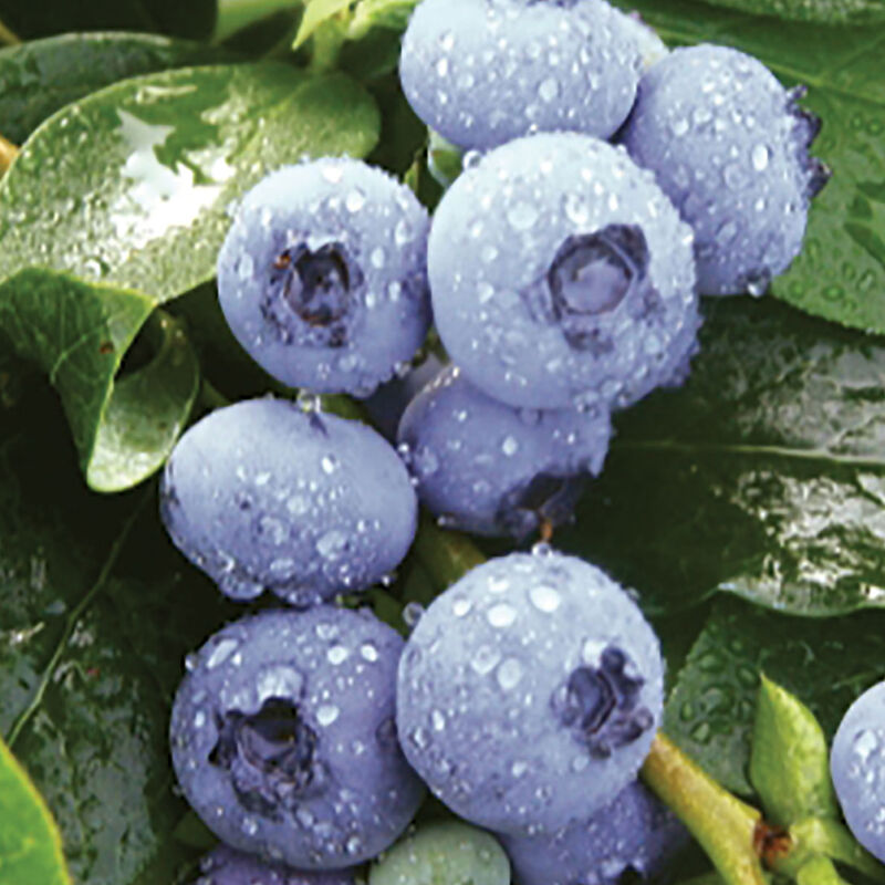 Patriot Blueberry