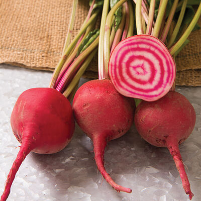 Chioggia Guardsmark Specialty Beets