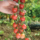 Sunpeach Cherry Tomatoes