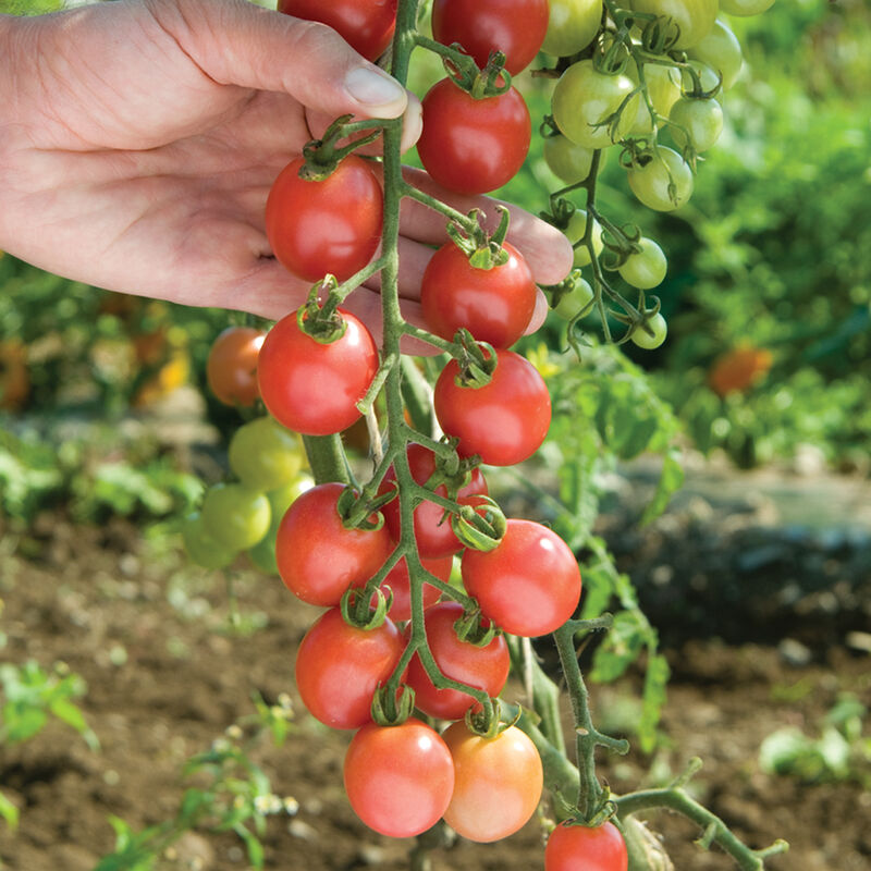 Sunpeach Sunpeach Cherry Tomatoes