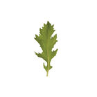 Mizuna Asian Greens