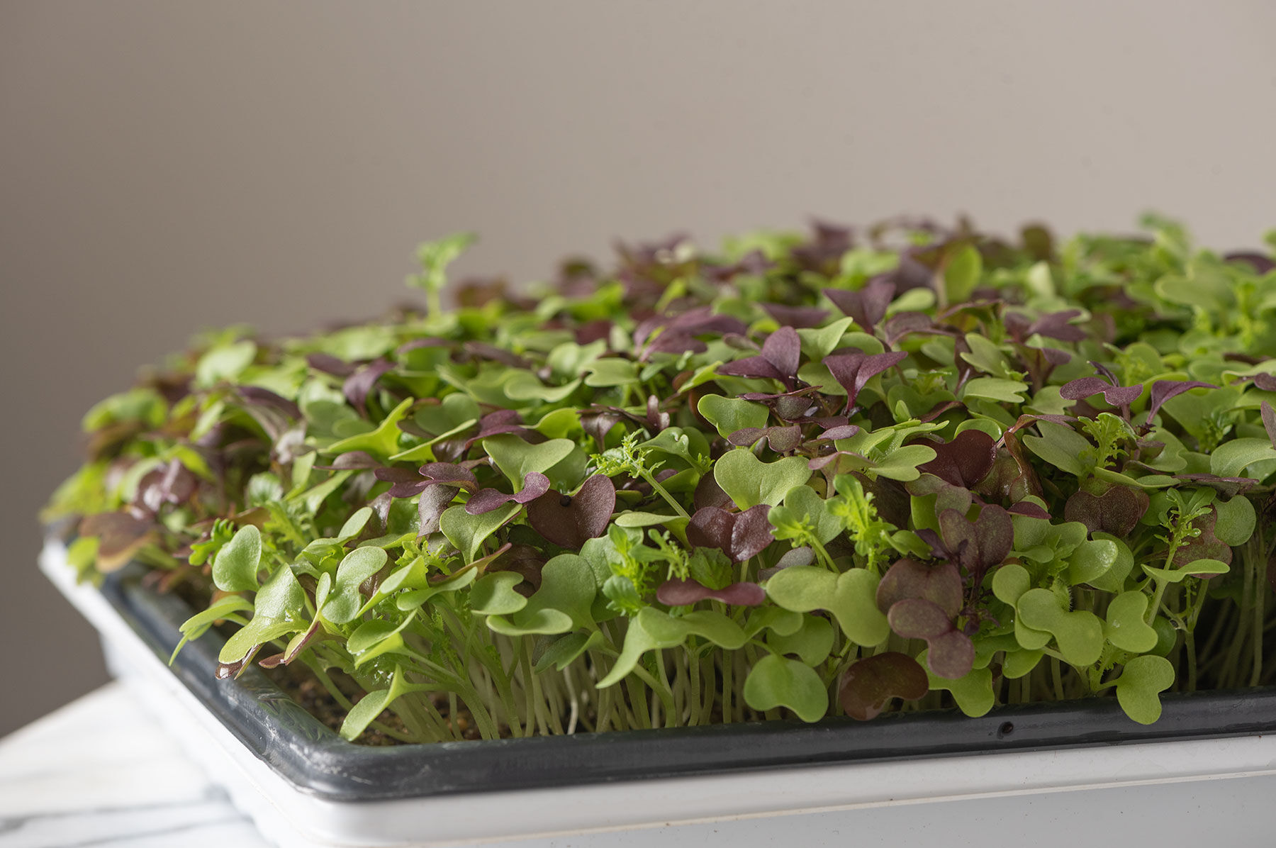 Spicy Micro Mix Microgreen Mixes