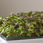Spicy Micro Mix Spicy Micro Mix Microgreen Mixes