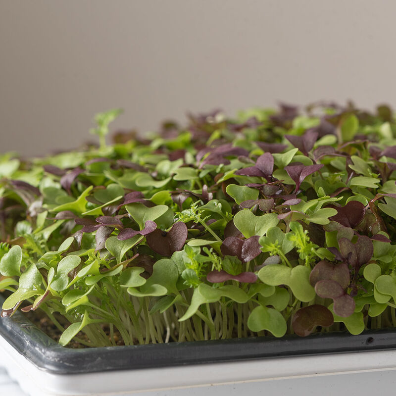 Spicy Micro Mix Spicy Micro Mix Microgreen Mixes