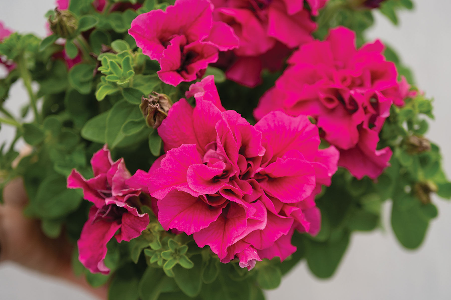 Petunia Seeds | Johnny's Selected Seeds