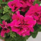 Double Cascade Pink Petunia