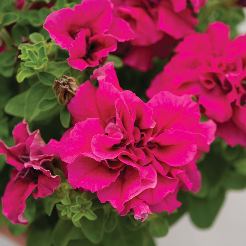 Double Cascade Pink Petunia