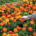 Durango Red French Marigolds