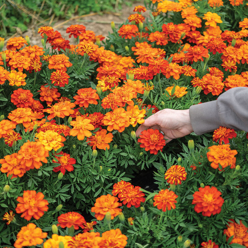 Durango Red French Marigolds