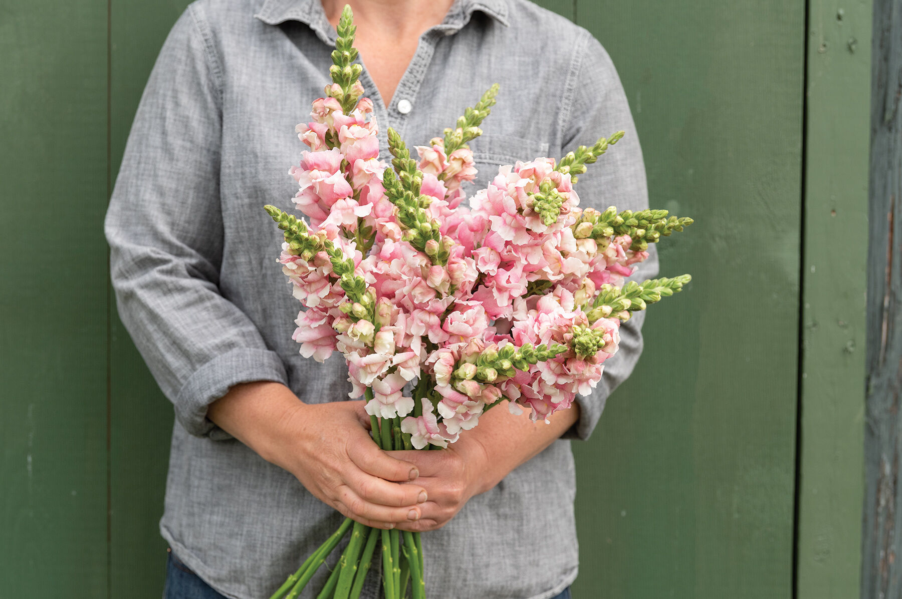 Pink snapdragons clearance