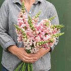 Bridal Pink Snapdragon