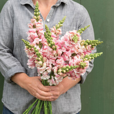 Bridal Pink Snapdragon