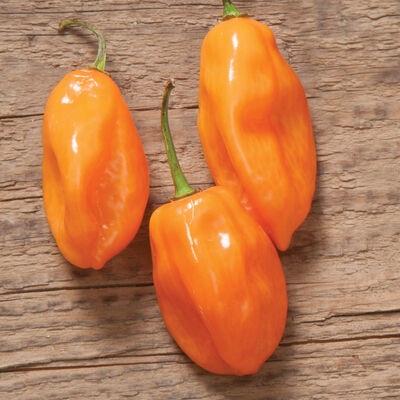 Habanero Habanero Hot Peppers