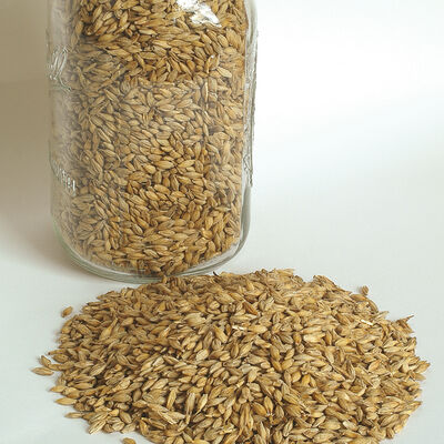 Barley (Quest) Barley