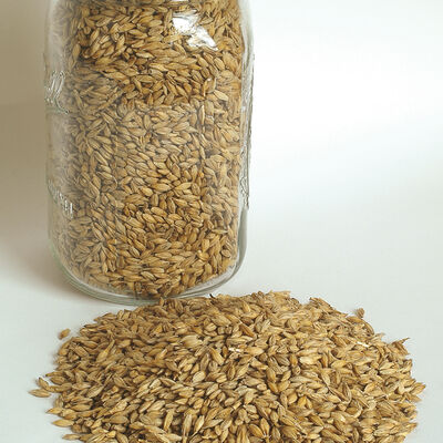 Barley (Robust) Barley (Robust) Barley