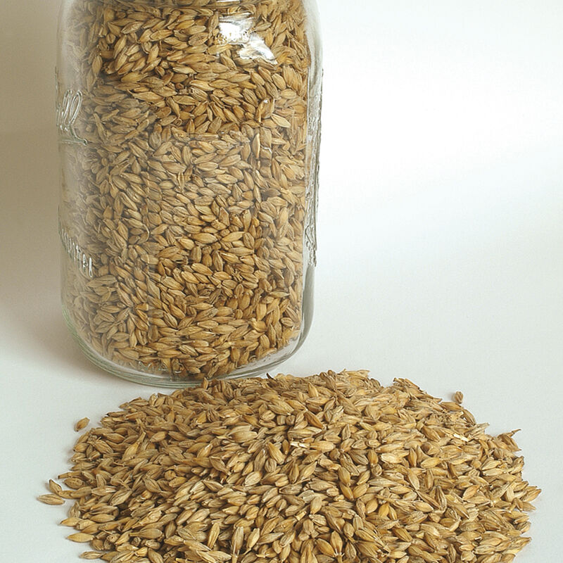 Barley (Robust) Barley