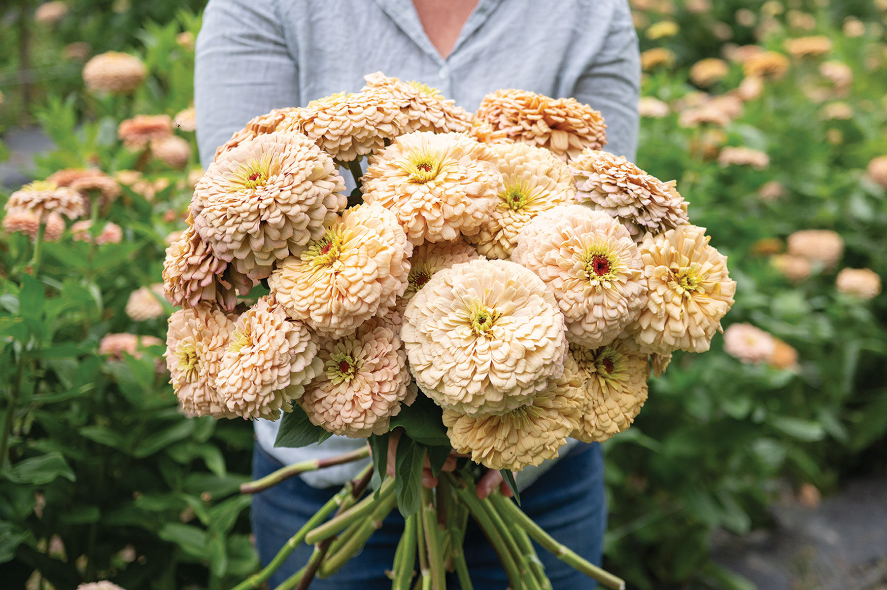 Johnny's-Bred Zinnias | Johnny's Selected Seeds