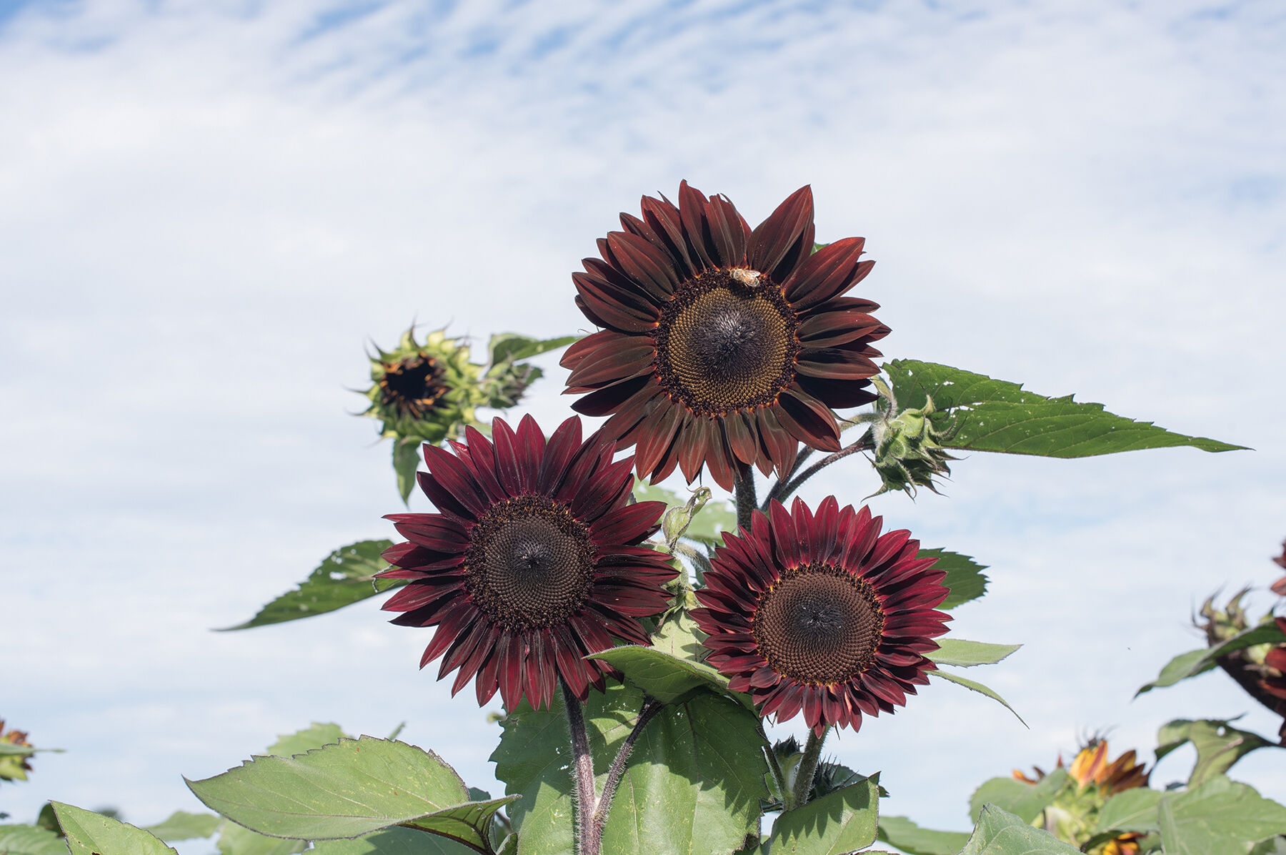 Rouge Royale Tall Sunflowers