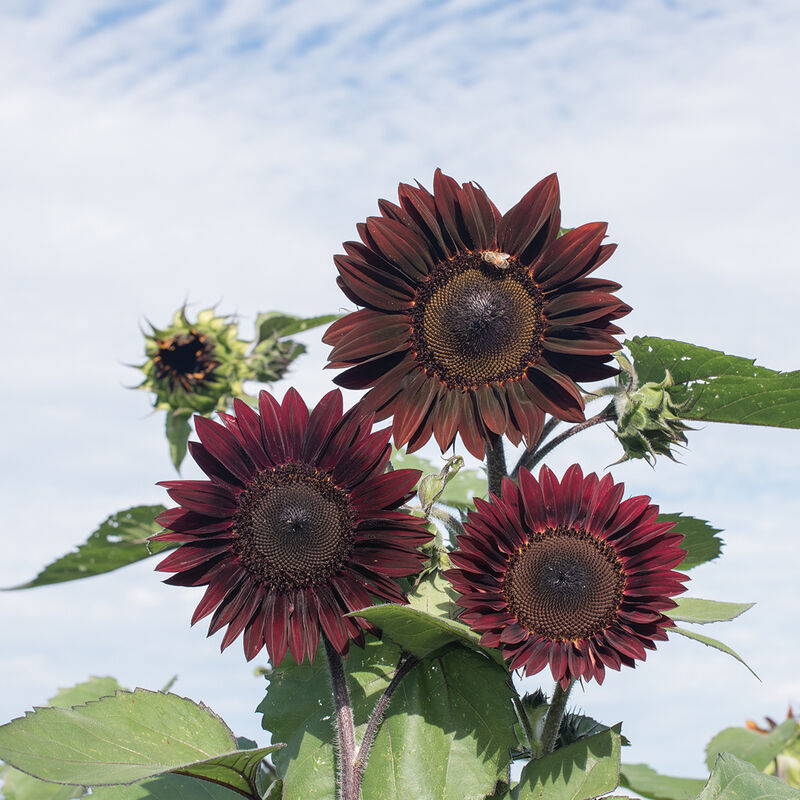 Rouge Royale Rouge Royale Tall Sunflowers