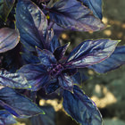 Red Rubin Red Rubin Purple Basil