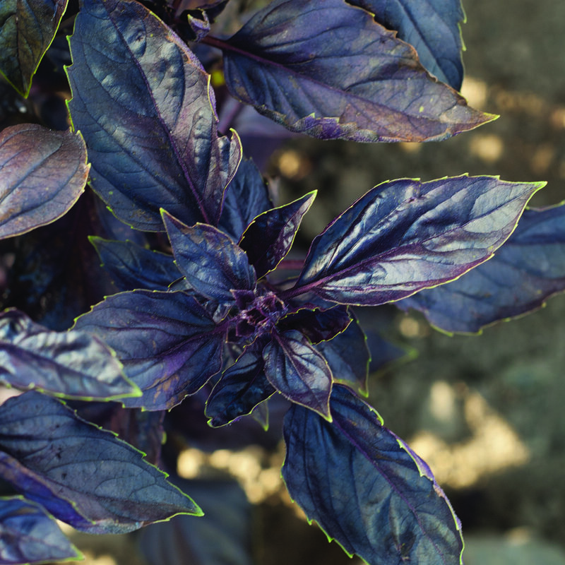 Red Rubin Red Rubin Purple Basil