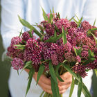Swamp Milkweed Asclepias (Butterfly Weed)