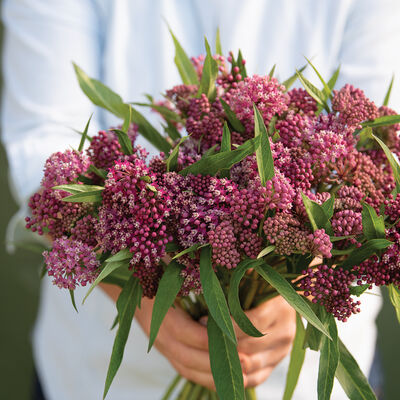 Swamp Milkweed Asclepias (Butterfly Weed)