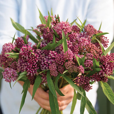 Soulmate Soulmate Asclepias (Butterfly Weed)