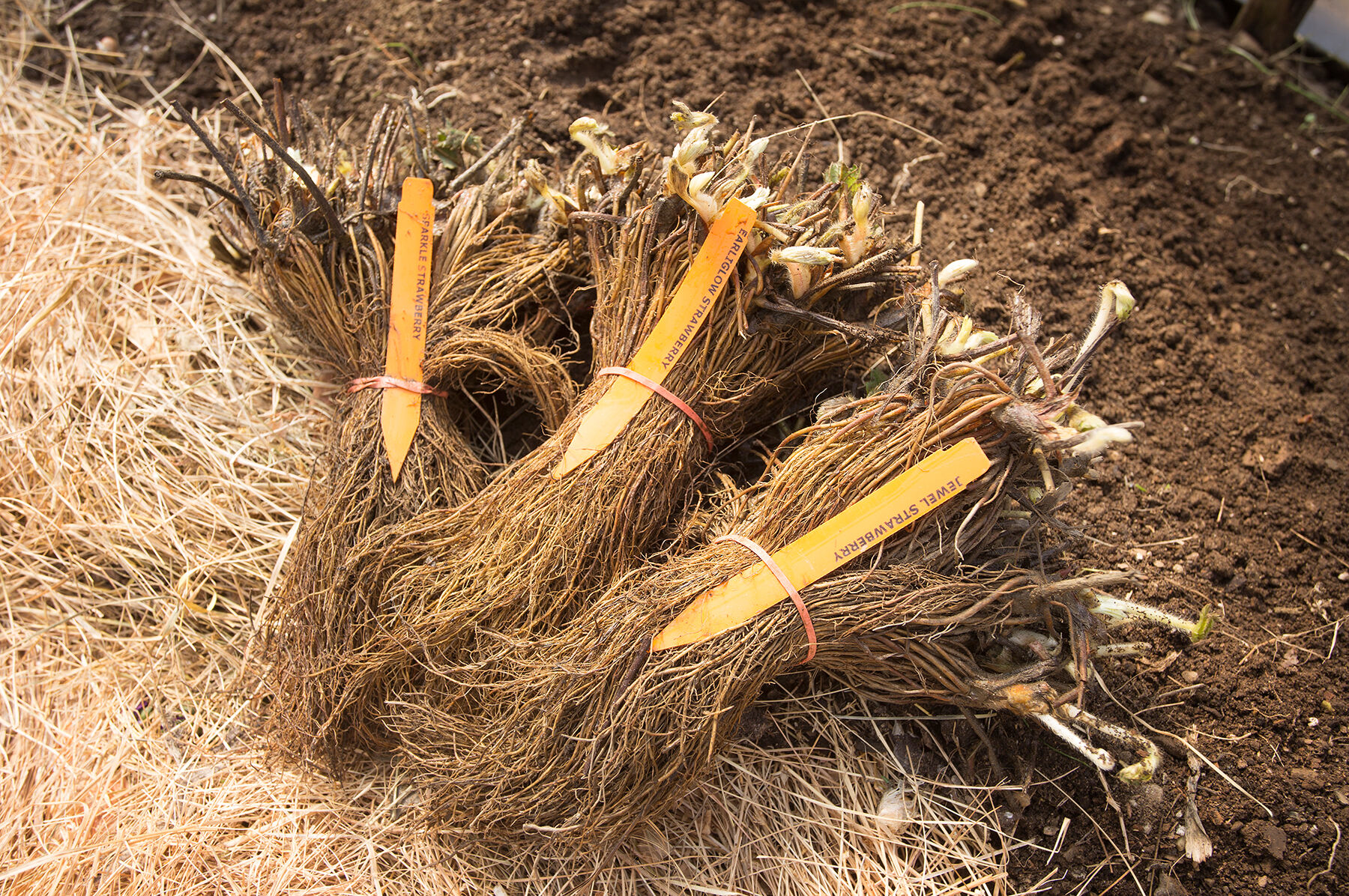 Strawberry Plant Collection Strawberry Bare-Root Plants