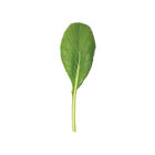 Green River Asian Greens