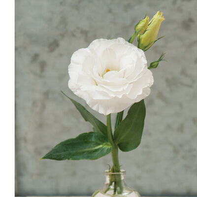Mariachi Pure White Lisianthus