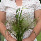 Frosted Explosion Grasses, Ornamental