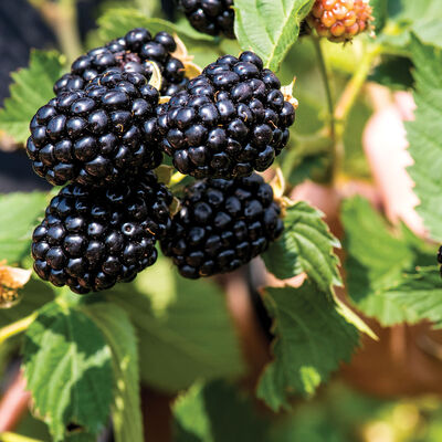 Ponca Blackberry