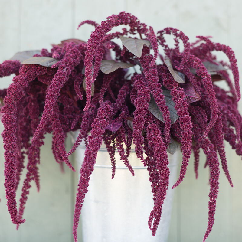 Hopi Red Dye Amaranth — Grand Prismatic Seed