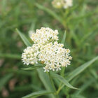 Milkmaid Asclepias (Butterfly Weed)