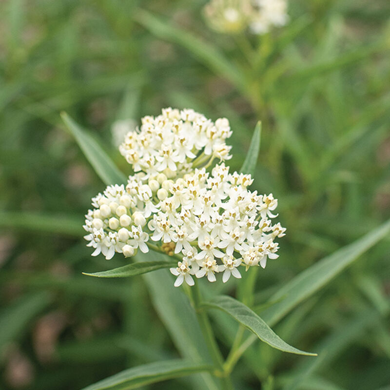 Milkmaid Asclepias (Butterfly Weed)
