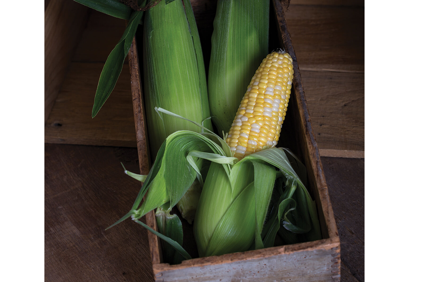 Temptress Sweet Corn