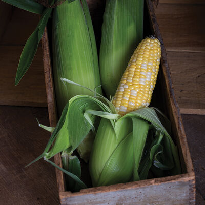 Temptress Temptress Sweet Corn