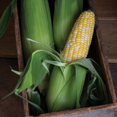 Temptress Temptress Sweet Corn