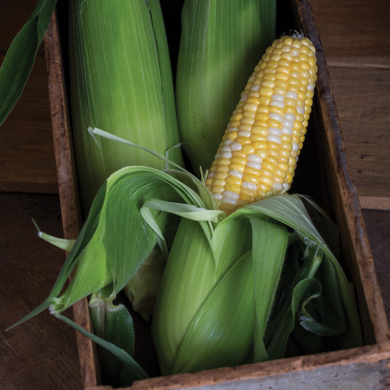 Temptress Sweet Corn