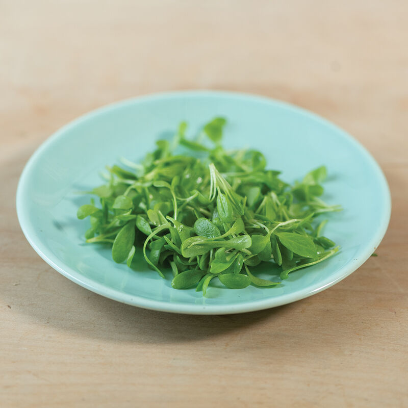 Sorrel Microgreen Herbs