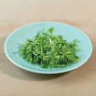 Sorrel Microgreen Herbs
