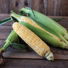 Troubadour XR Sweet Corn