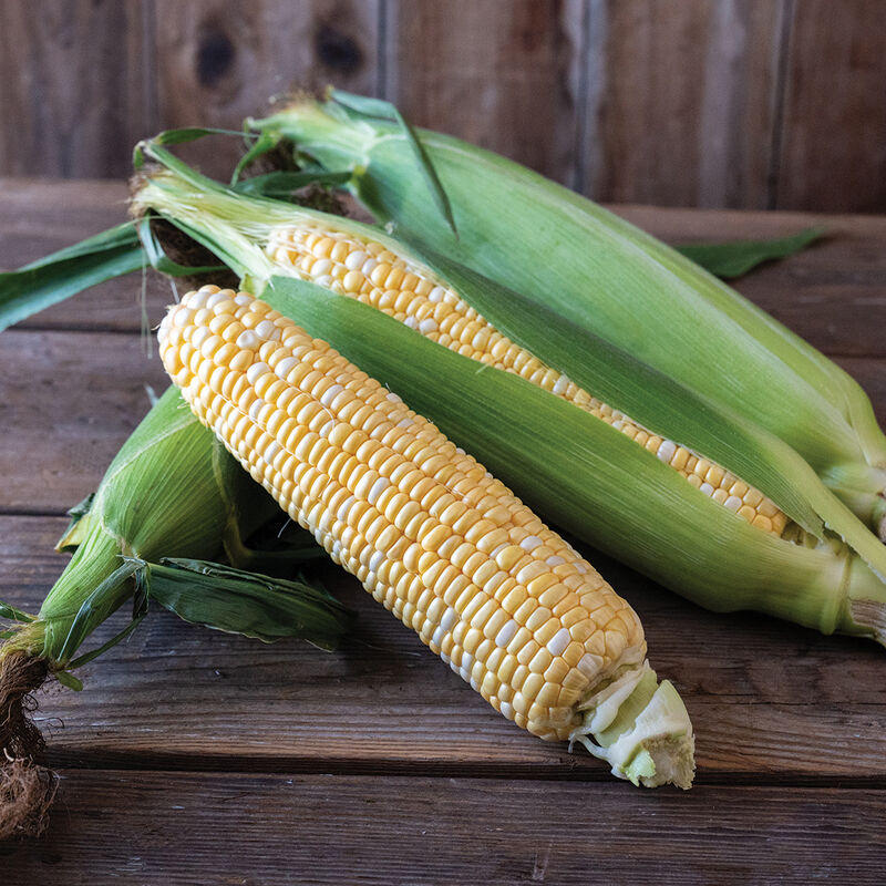 Troubadour XR Sweet Corn